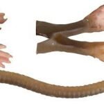 Savage gear LB 3D Rad Maintenance Kit 20 cm Brown Sahte Balık
