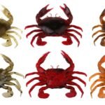 Savage gear LB 3D Manic Crab 5 cm 4 Adet Sahte Balık